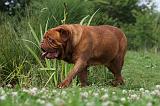 DOGUE DE BORDEAUX 307